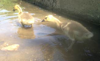 Anthony S.'s photo of camping with pets at Patapsco Valley State Park-Hilton Area near Clinton, MD