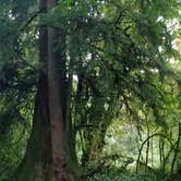 Review photo of Hoh Campground — Olympic National Park by Tonya T., October 30, 2018