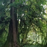 Review photo of Hoh Rain Forest - Olympic National Park by Tonya T., October 30, 2018