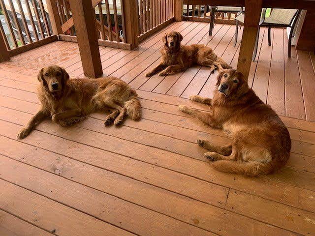The Dyrt's photo of camping with pets at Deer Springs RV Park near Topton, NC