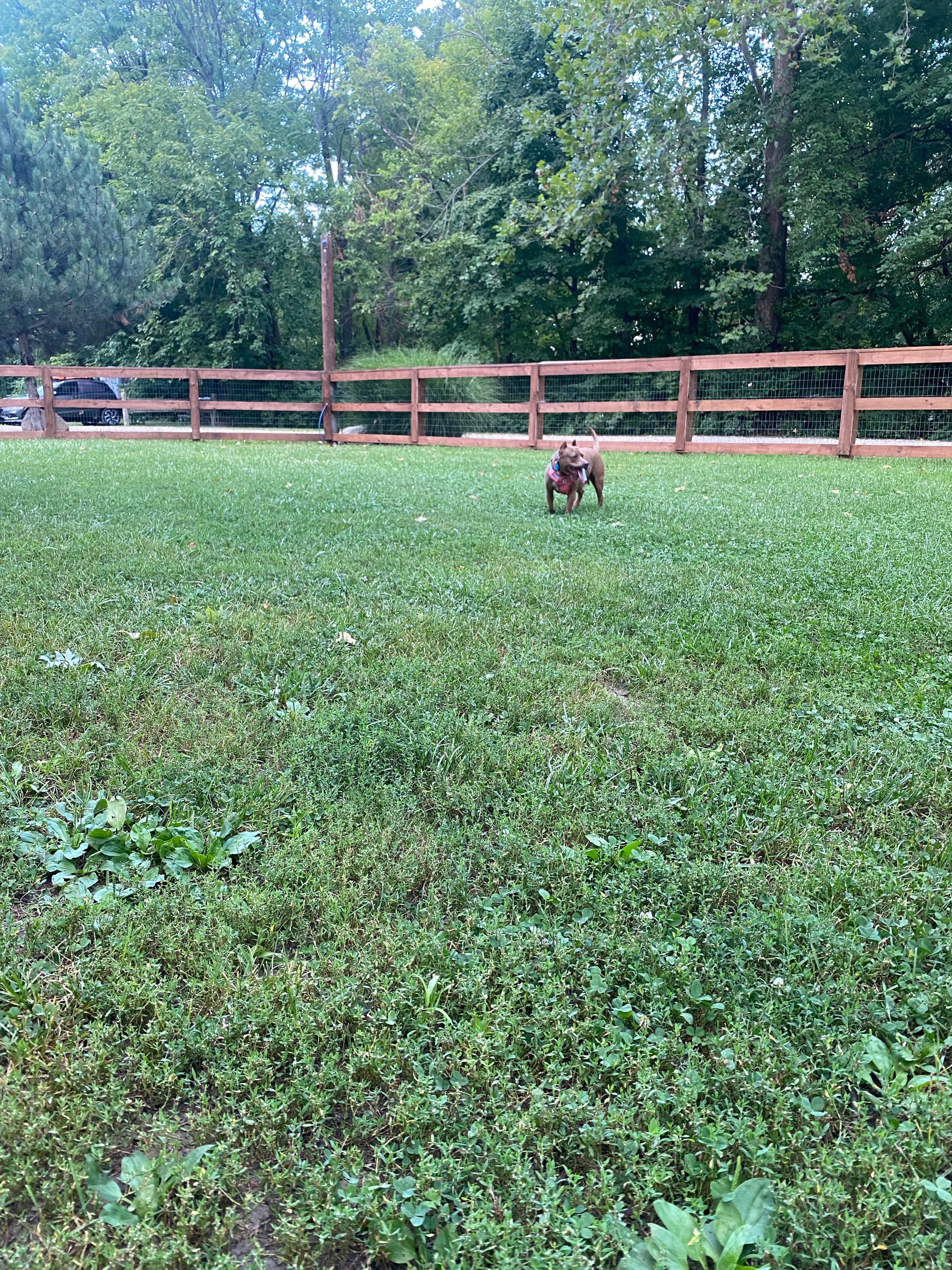 kaitlynn N.'s photo of camping with pets at Indianapolis KOA near Shelbyville, IN