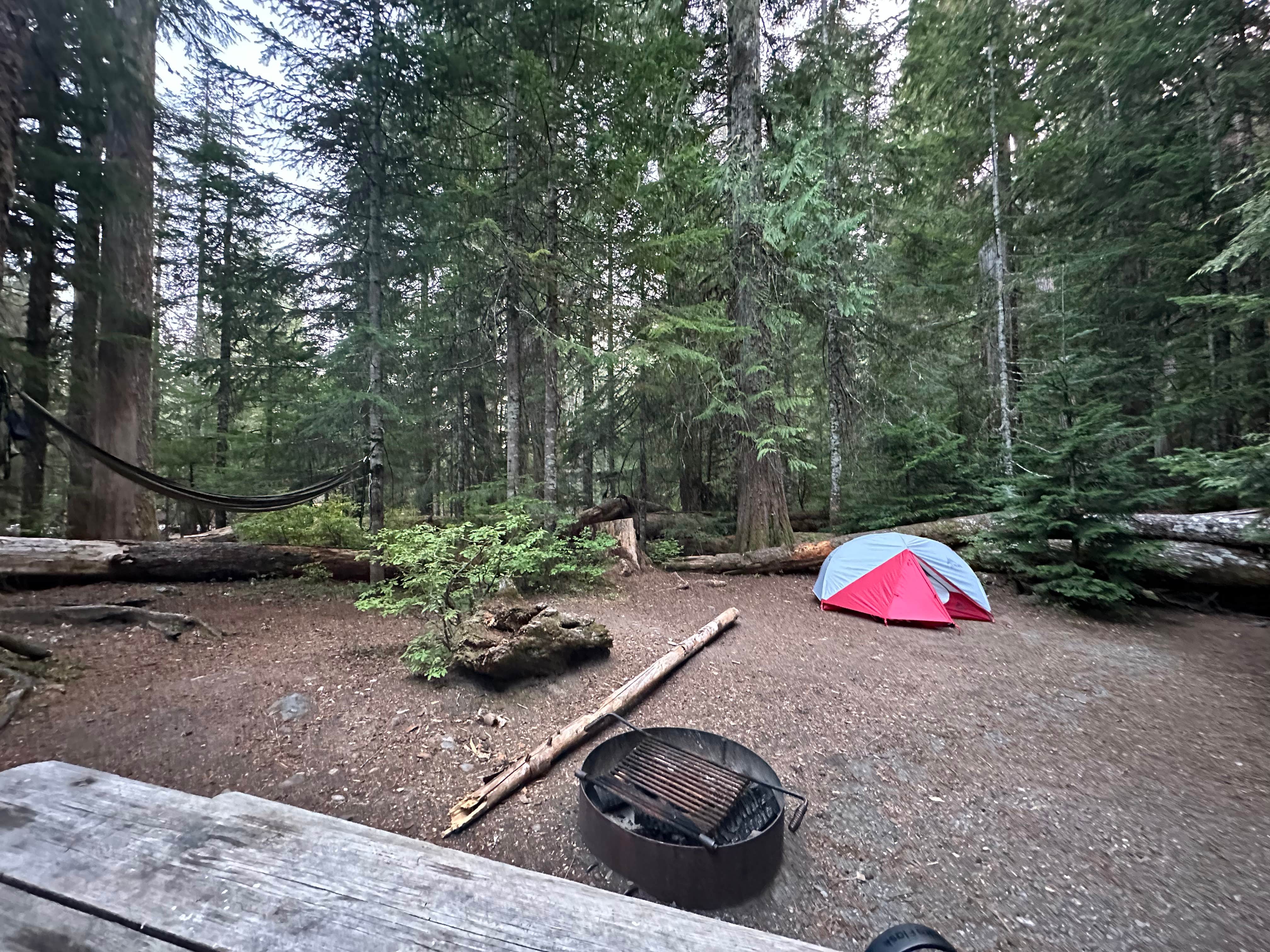 Lily H.'s photo at Cougar Rock Campground — Mount Rainier National Park near Paradise, WA
