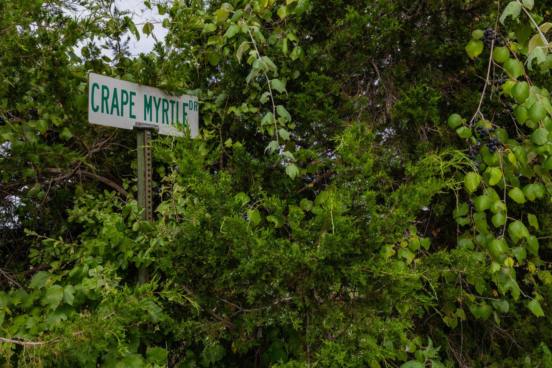 Camper-submitted photo at Mojo Dojo Casa Camp near Elgin, TX