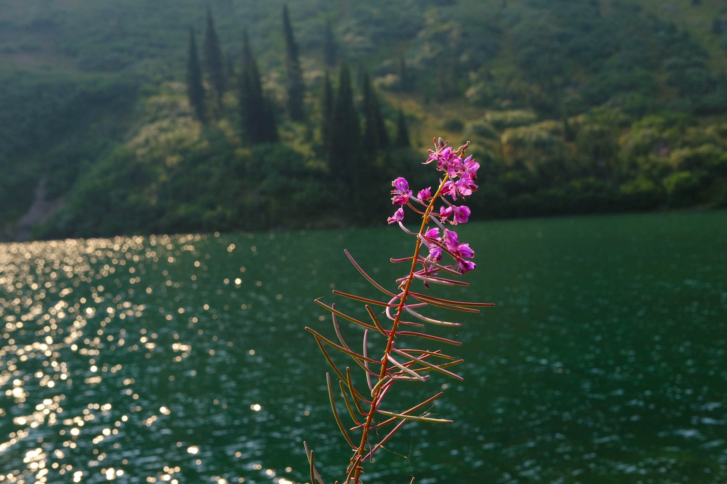 Camper-submitted photo at Red Meadow Lake near Eureka, MT