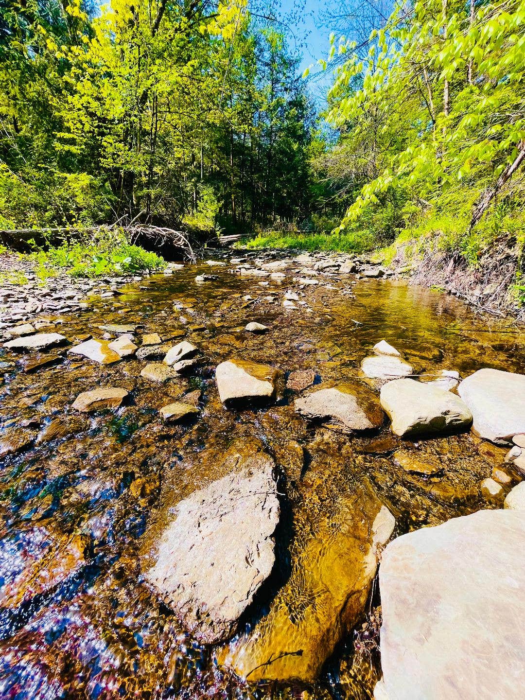 Camper-submitted photo at Sunflower Acres near Cowanesque Lake