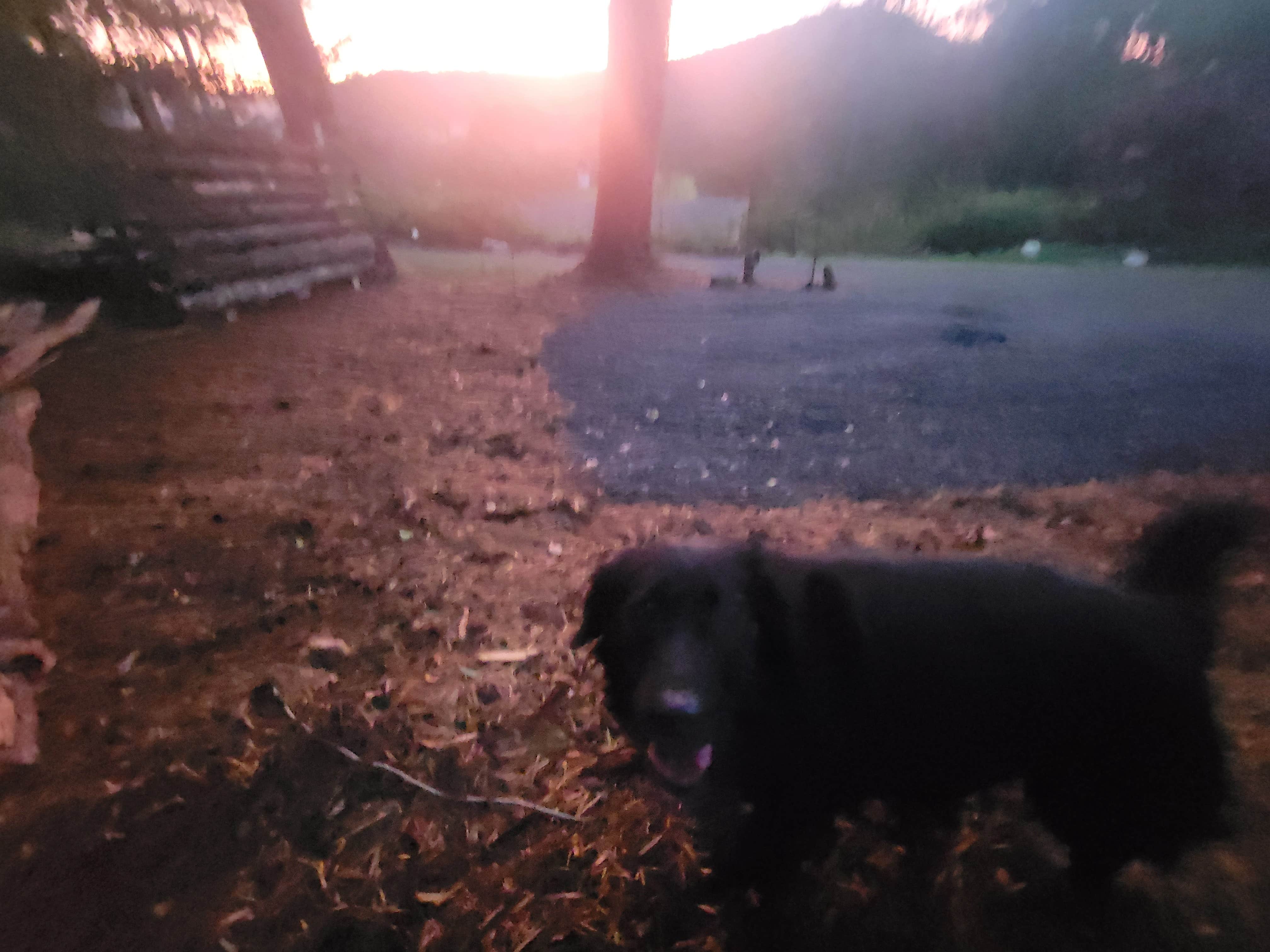 Williams G.'s photo of camping with pets at Bull Mountain Ridge near Asheville, NC