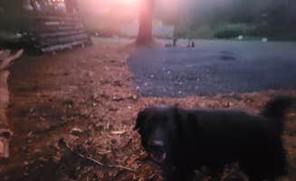 Williams G.'s photo of camping with pets at Bull Mountain Ridge near Swannanoa, NC