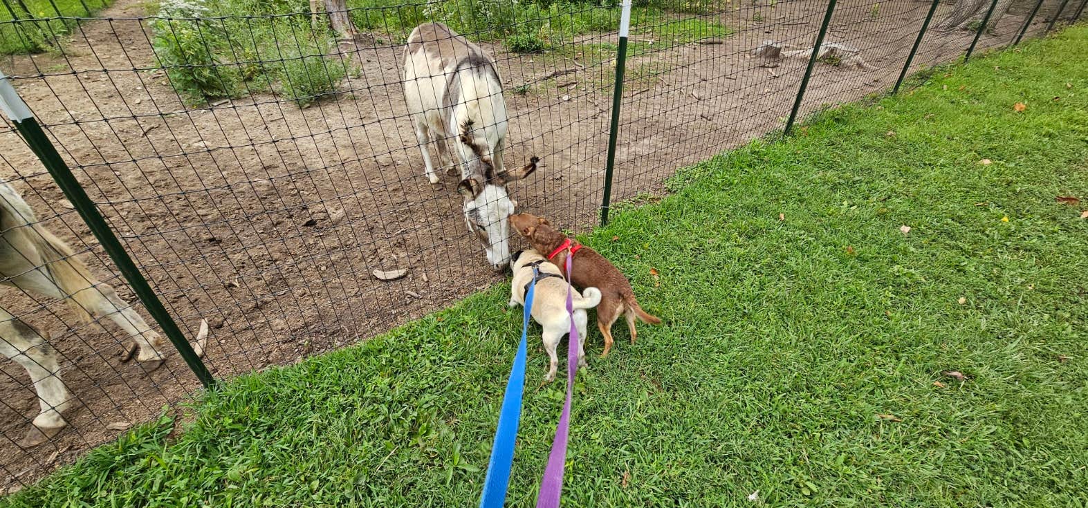 Caroline S.'s photo of camping with pets at Terre Haute Campground near Carlisle, IN
