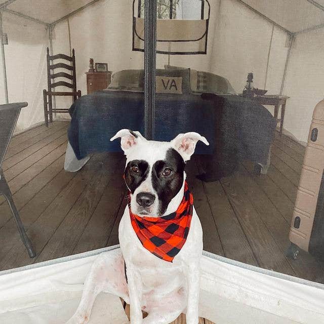 Camper-submitted photo at The Big Dipper Ranch near Madison, VA