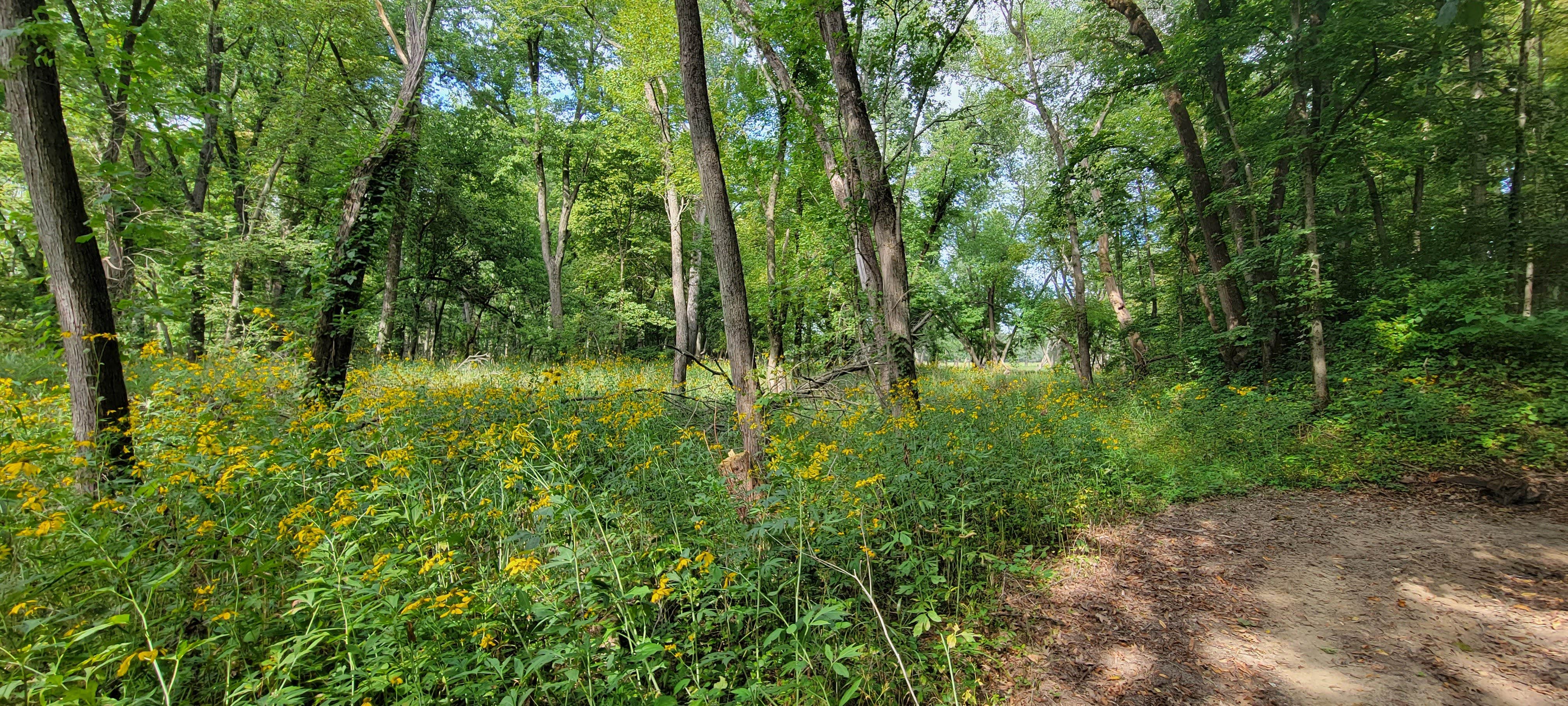 Camper-submitted photo at #JTRidge Sites/Clothing Optional near Wyoming, IA