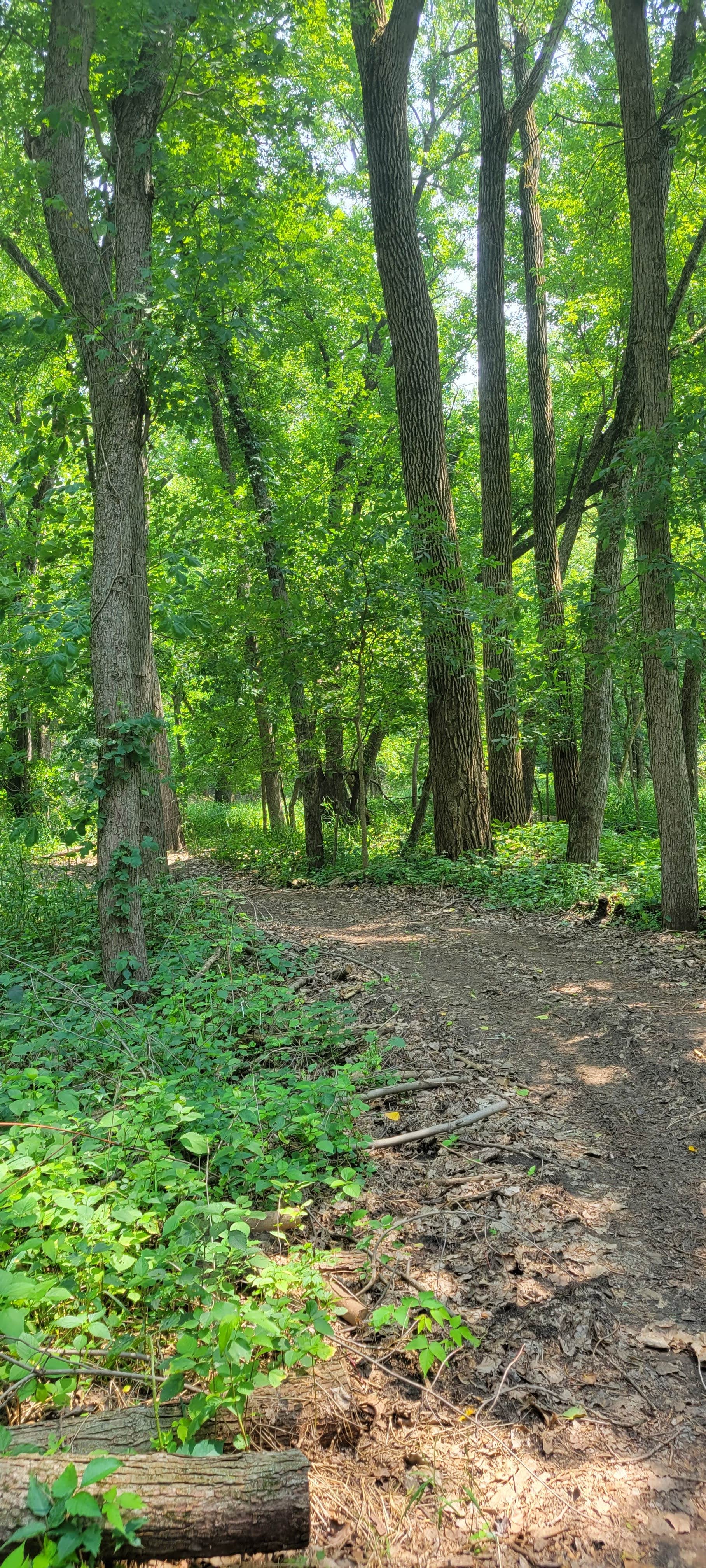 Camper-submitted photo at #JTRidge Sites/Clothing Optional near Wyoming, IA