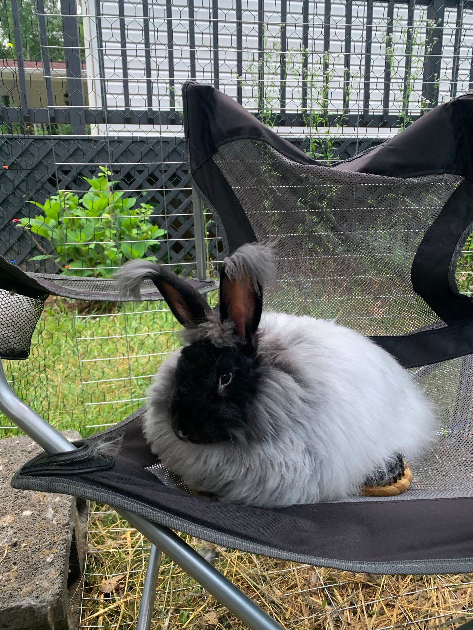 Camper-submitted photo at Mila's Bunny Farm near Pisgah National Forest