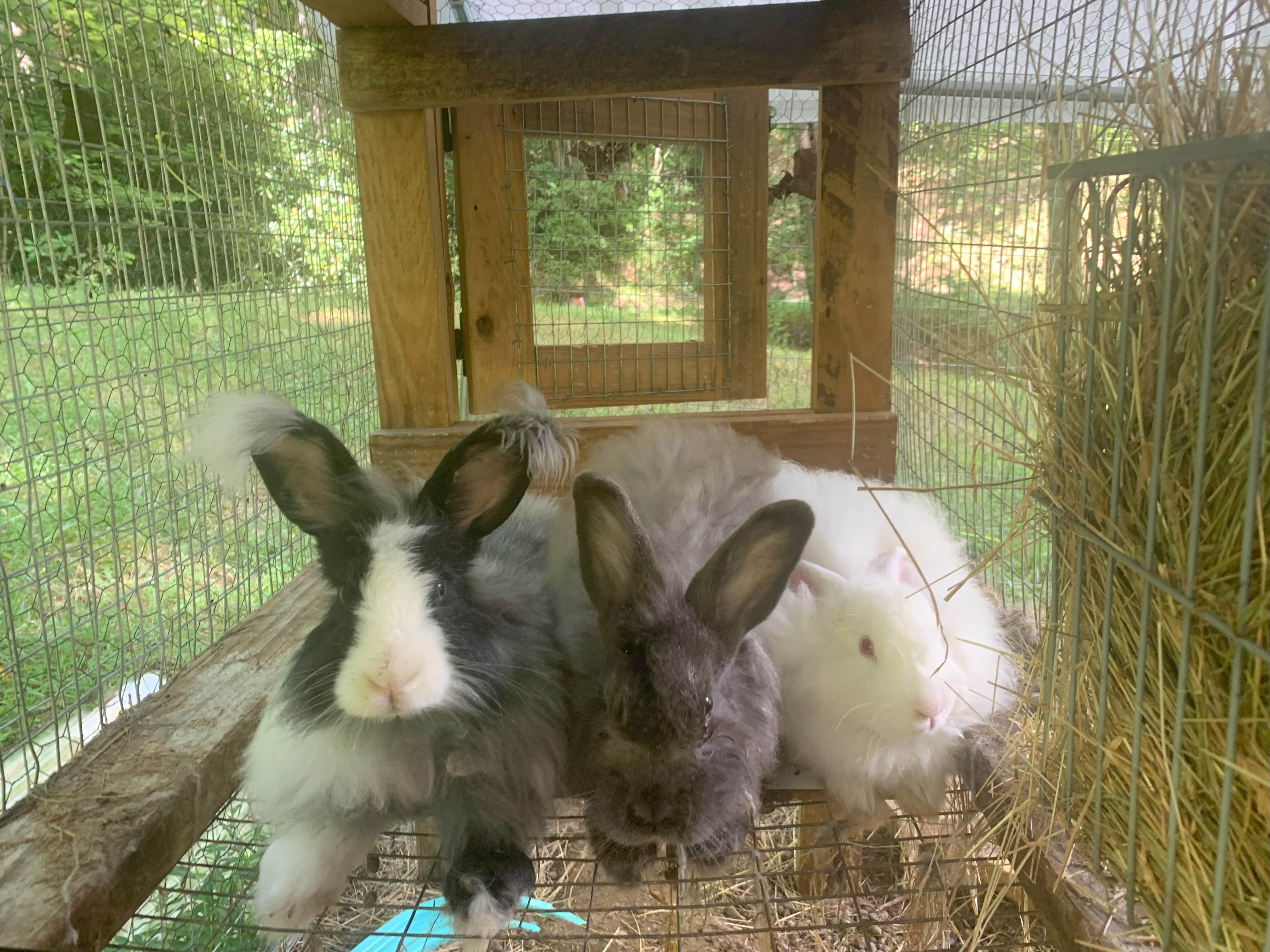 Camper-submitted photo at Mila's Bunny Farm near Pisgah National Forest