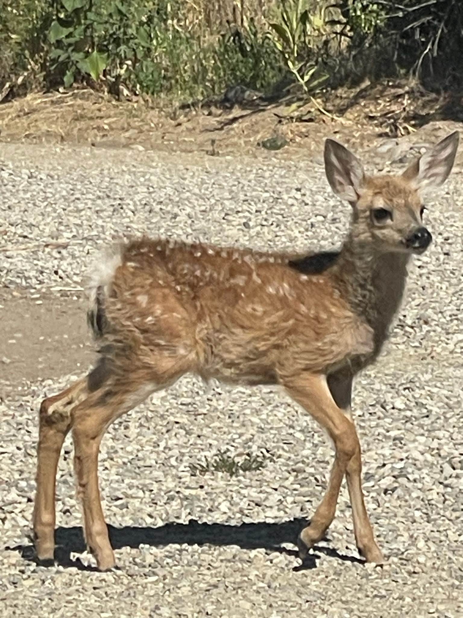 Camper-submitted photo at Riverlife RVing near Sweet, ID