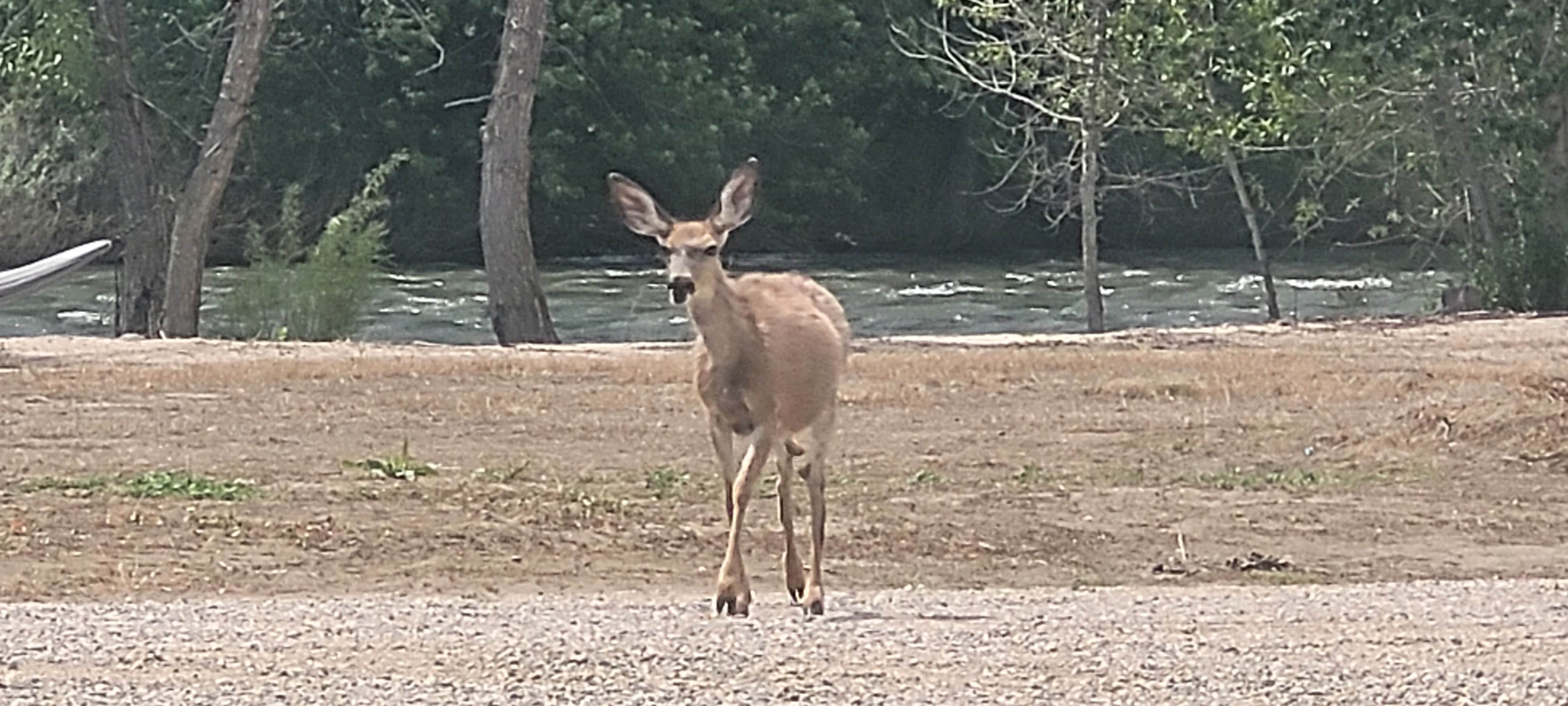 Camper-submitted photo at Riverlife RVing near Sweet, ID