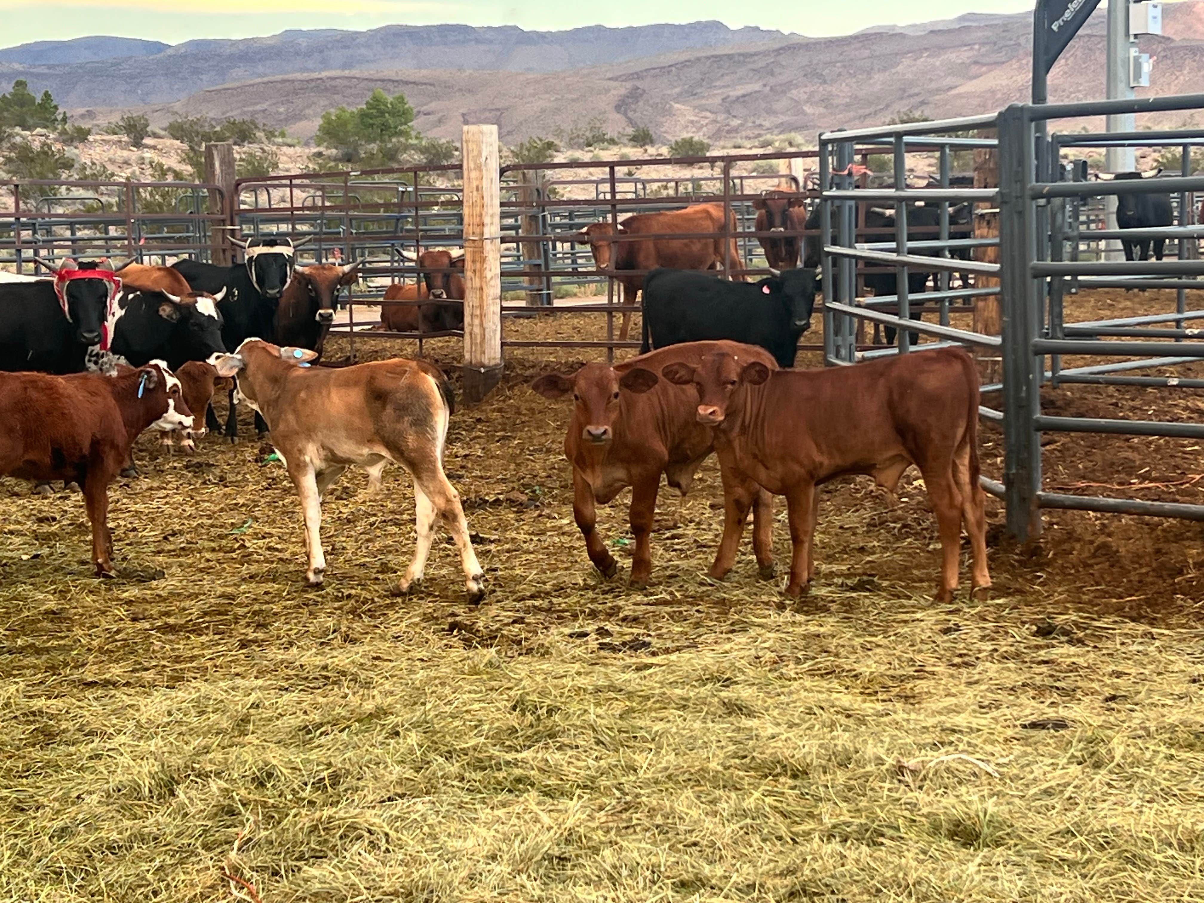 Camper-submitted photo at Alamo Nevada Rodeo Grounds near Humboldt-Toiyabe National Forest Headquarters