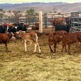 Review photo of Alamo Nevada Rodeo Grounds by Nancy H., September 12, 2023