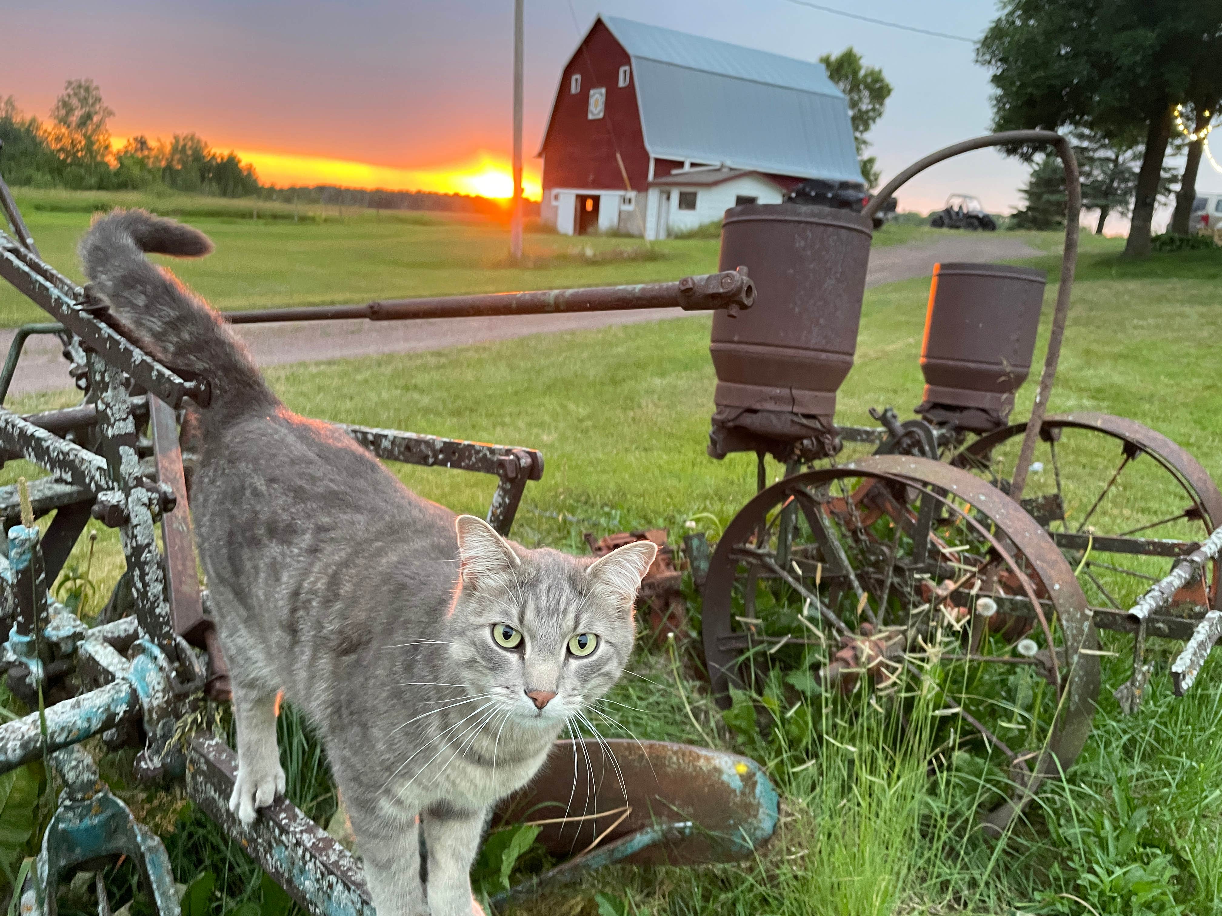 Elli W.'s photo of camping with pets at Brno Farm near Saint Croix National Scenic River