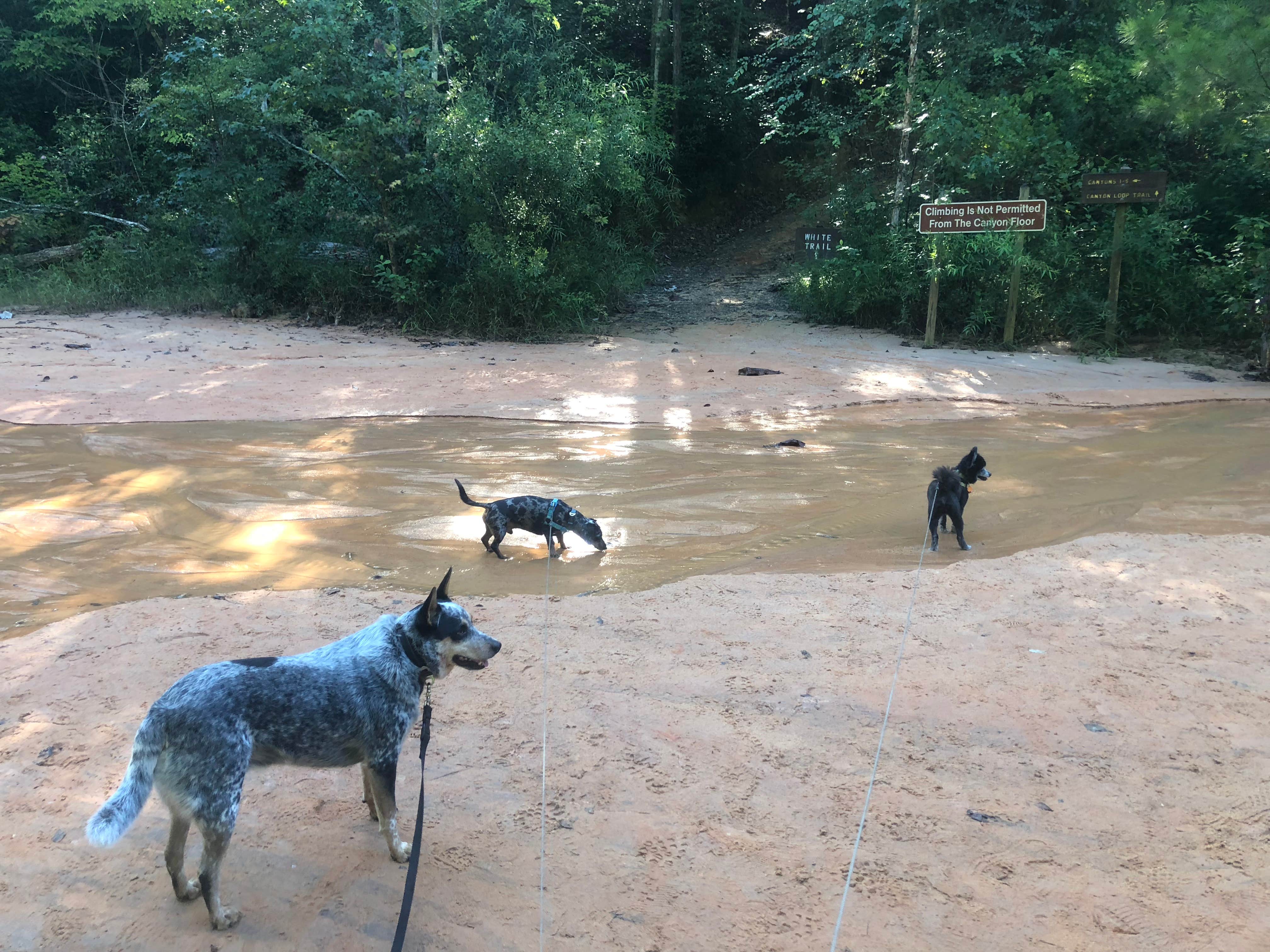 Shelly S.'s photo of camping with pets at Providence Canyon State Park Campground near Columbus, GA