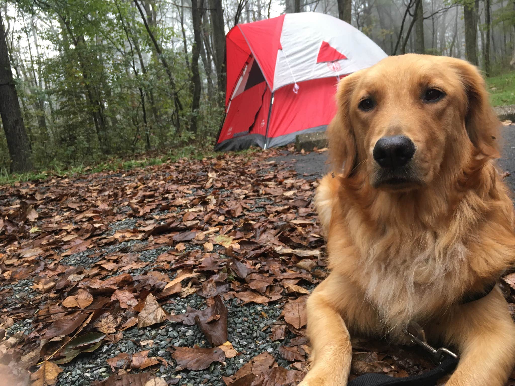 John K.'s photo of camping with pets at Mathews Arm Campground — Shenandoah National Park near Winchester, VA