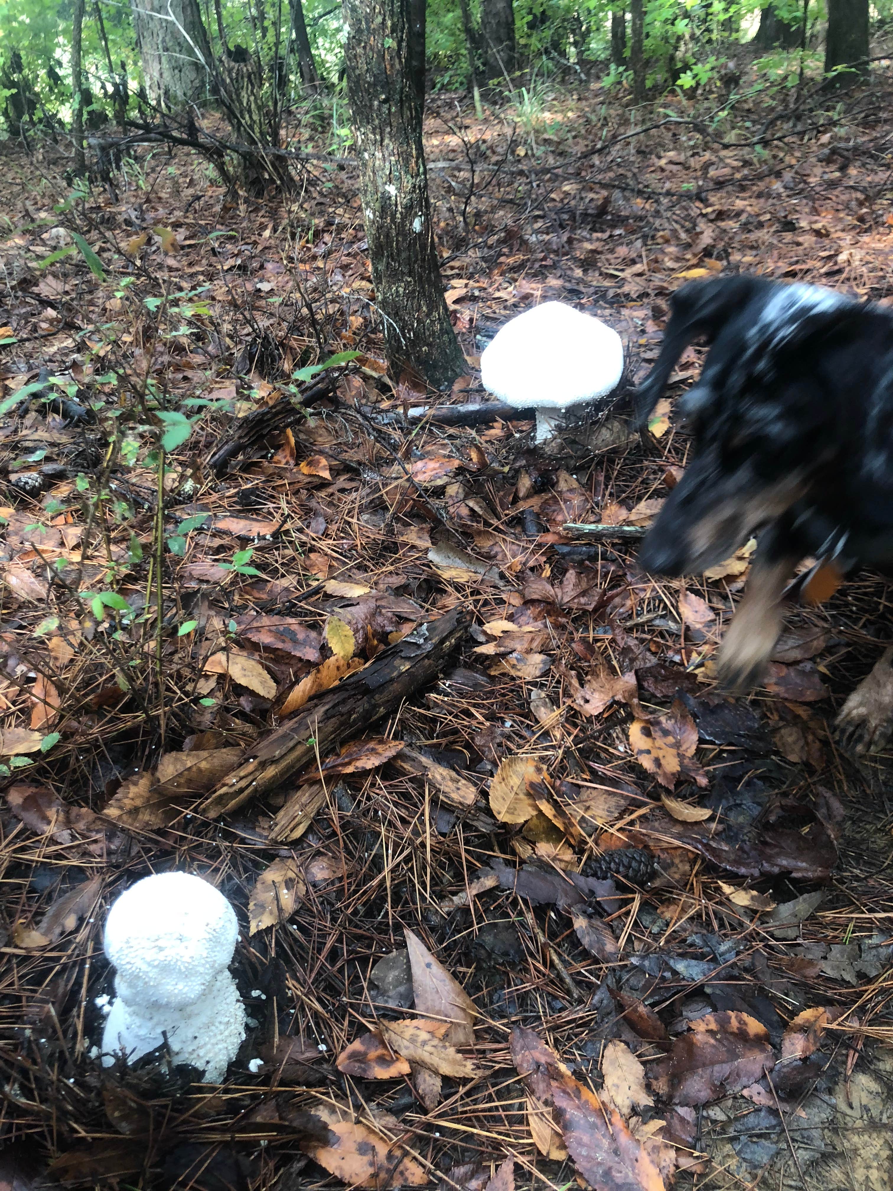 Shelly S.'s photo of camping with pets at Trace State Park Campground near Saltillo, MS