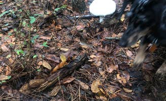 Shelly S.'s photo of camping with pets at Trace State Park Campground near Oxford, MS