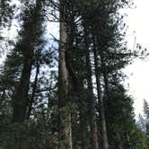 Review photo of North Grove Campground — Calaveras Big Trees State Park by Ingrid B., October 30, 2018