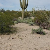 Review photo of Cactus Forest Dispersed by John R., March 10, 2023
