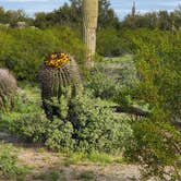 Review photo of Cactus Forest Dispersed by John R., March 10, 2023