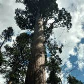 Review photo of North Grove Campground — Calaveras Big Trees State Park by Ingrid B., October 30, 2018