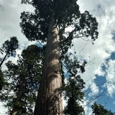 Review photo of Calaveras Big Trees State Park Campground by Ingrid B., October 30, 2018