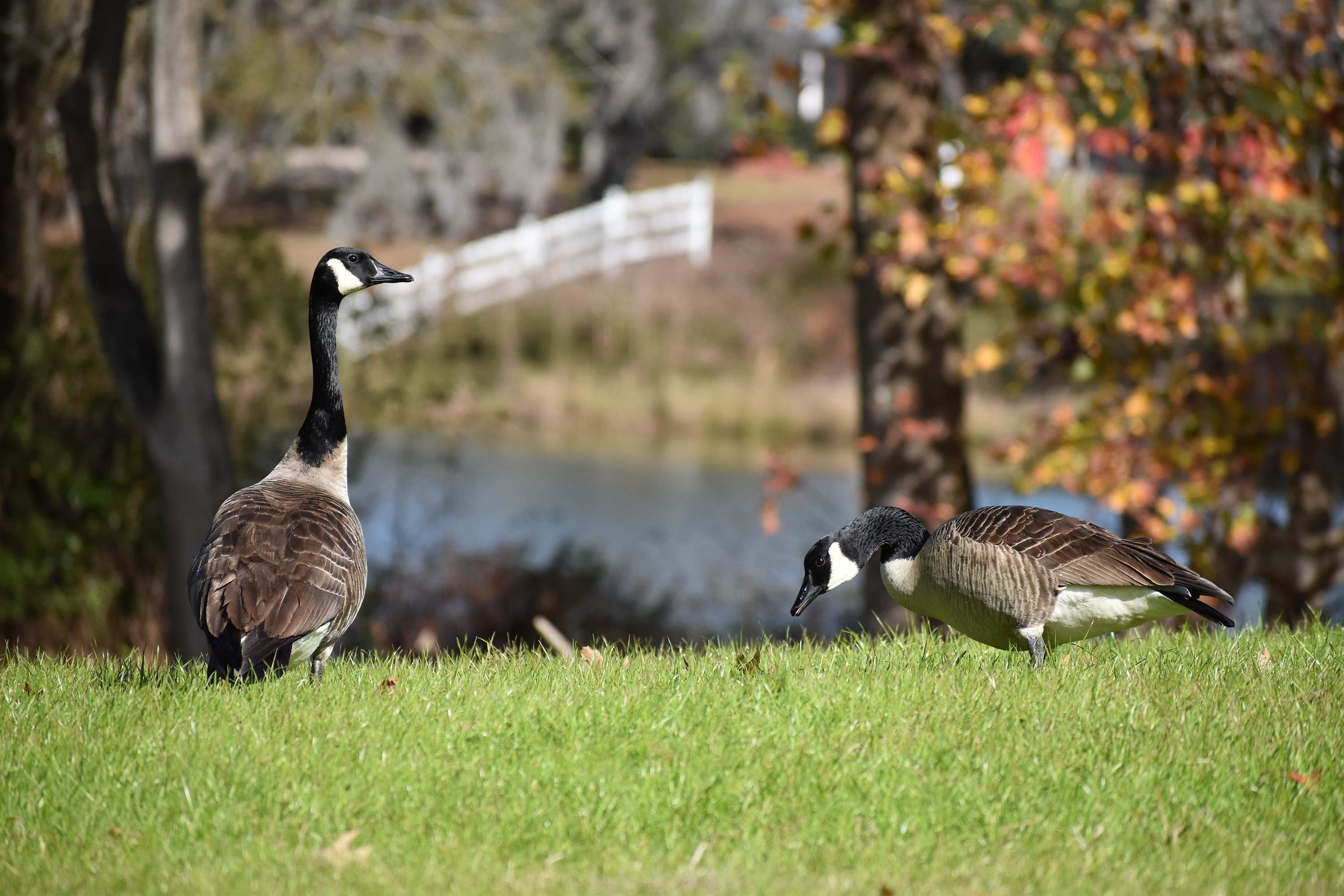 Camper-submitted photo at Red Gate Farms - RV Resort near Hardeeville, SC
