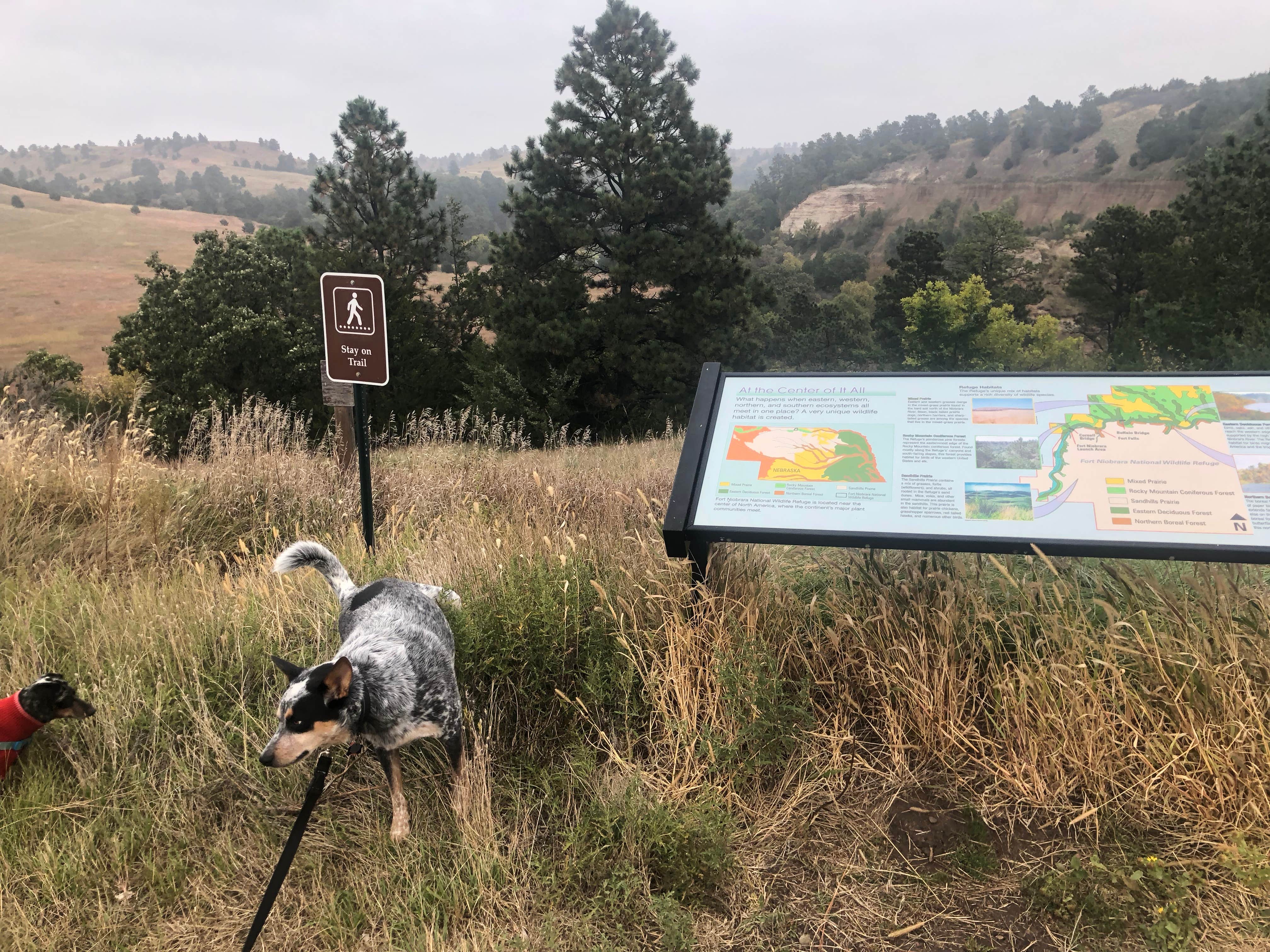 Shelly S.'s photo of camping with pets at Merritt Reservoir Main Area Campground near Merriman, NE