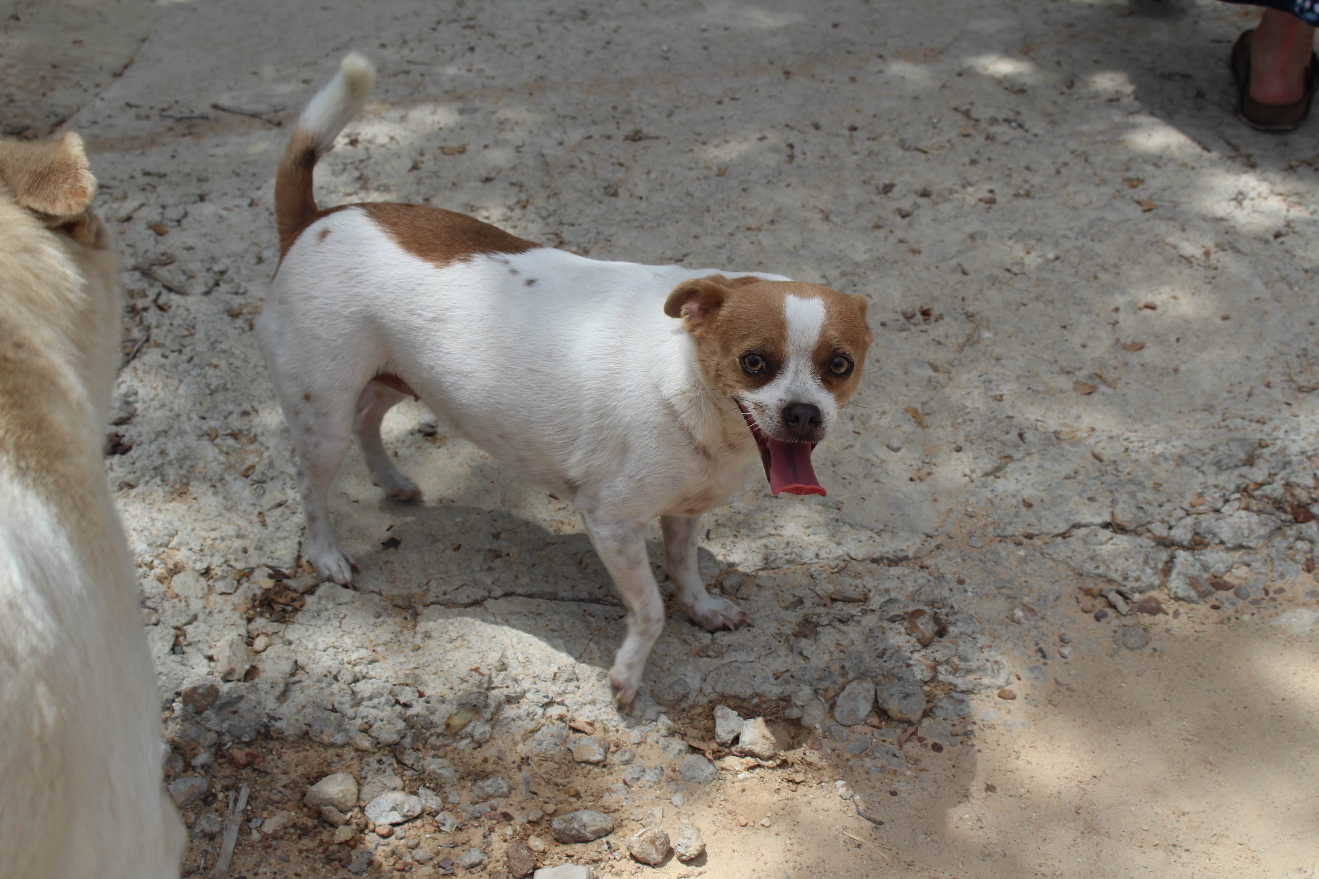 Kristi H.'s photo of camping with pets at ArtV @ Casa Luna Llena near Bastrop, TX