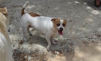 Kristi H.'s photo of camping with pets at ArtV @ Casa Luna Llena near Schulenburg, TX