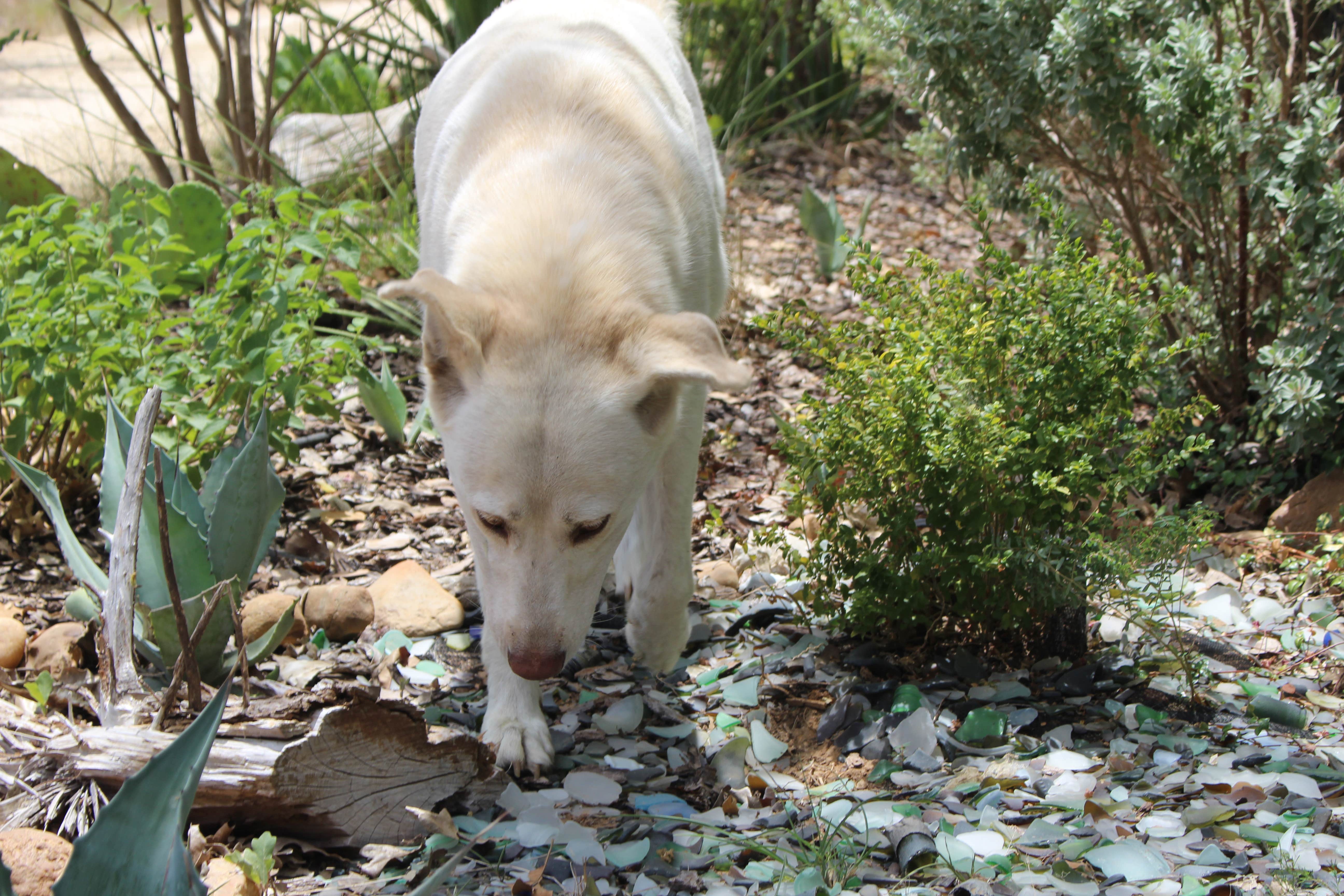 Kristi H.'s photo of camping with pets at ArtV @ Casa Luna Llena near Bastrop, TX