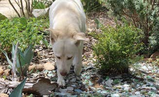 Kristi H.'s photo of camping with pets at ArtV @ Casa Luna Llena near Schulenburg, TX