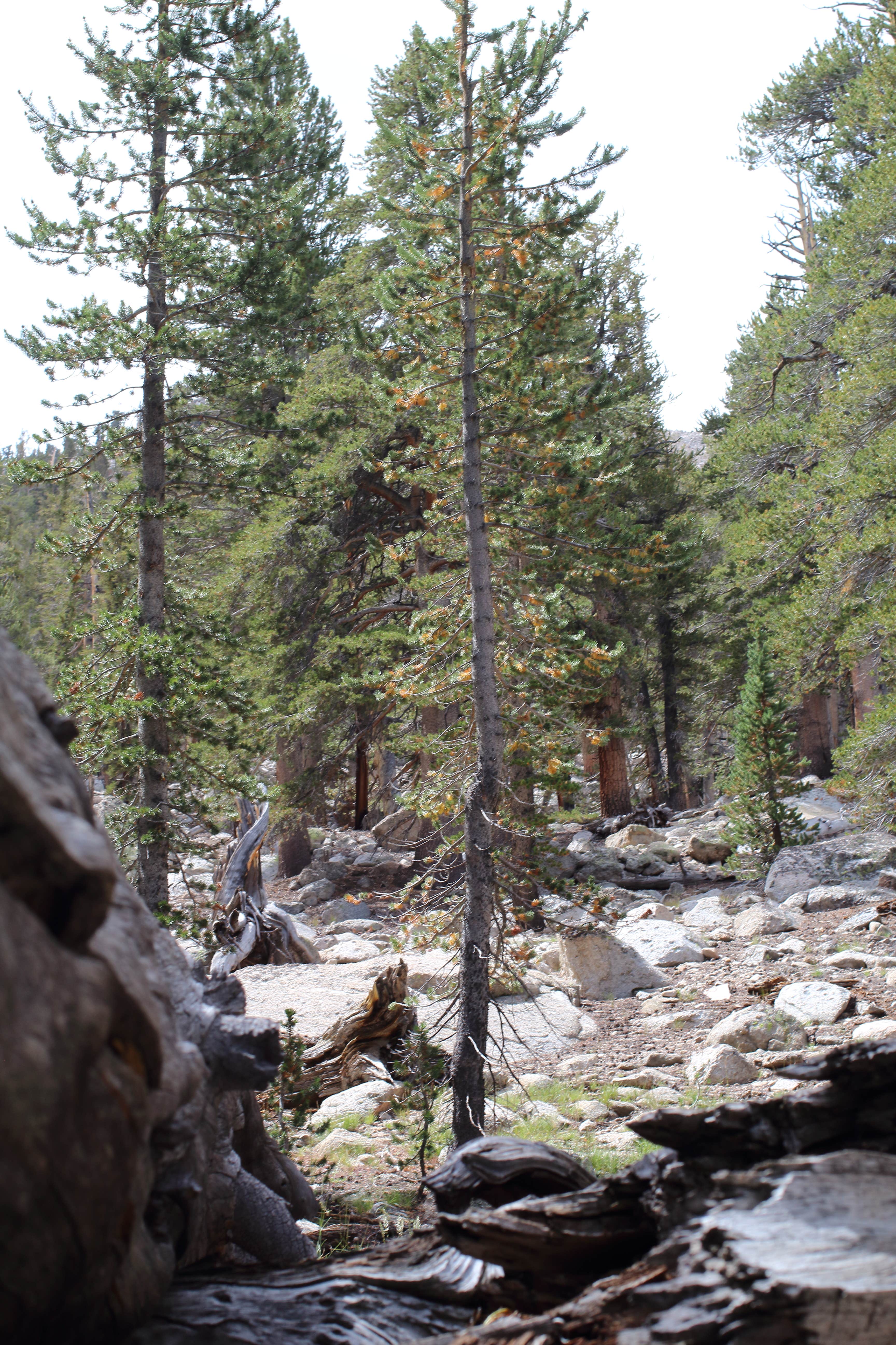 Camper-submitted photo at Inyo National Forest Cottonwood Lakes Trailhead Campground near Independence, CA