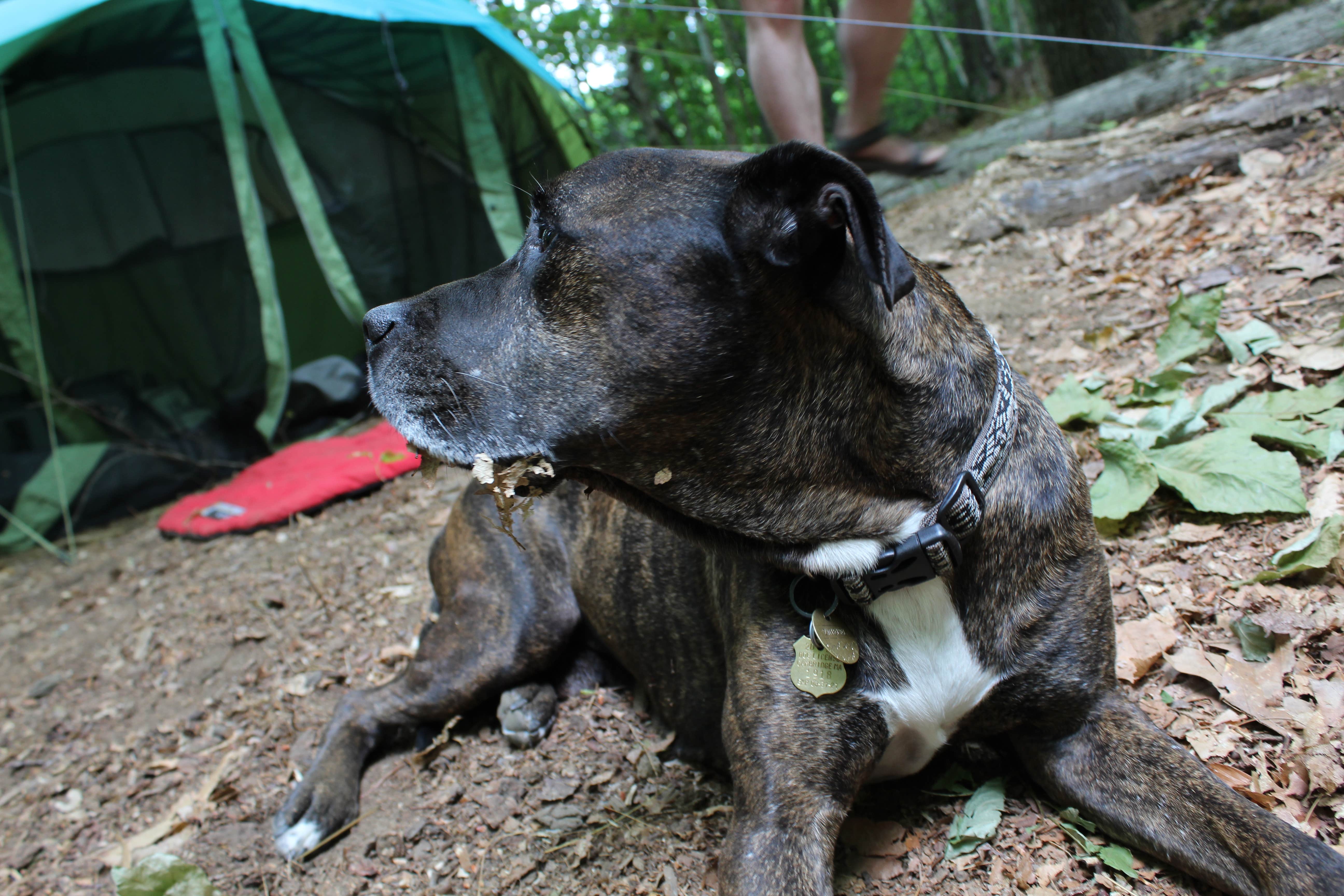 Les R.'s photo of tent camping at Maple Ridge Farm near Whately, MA