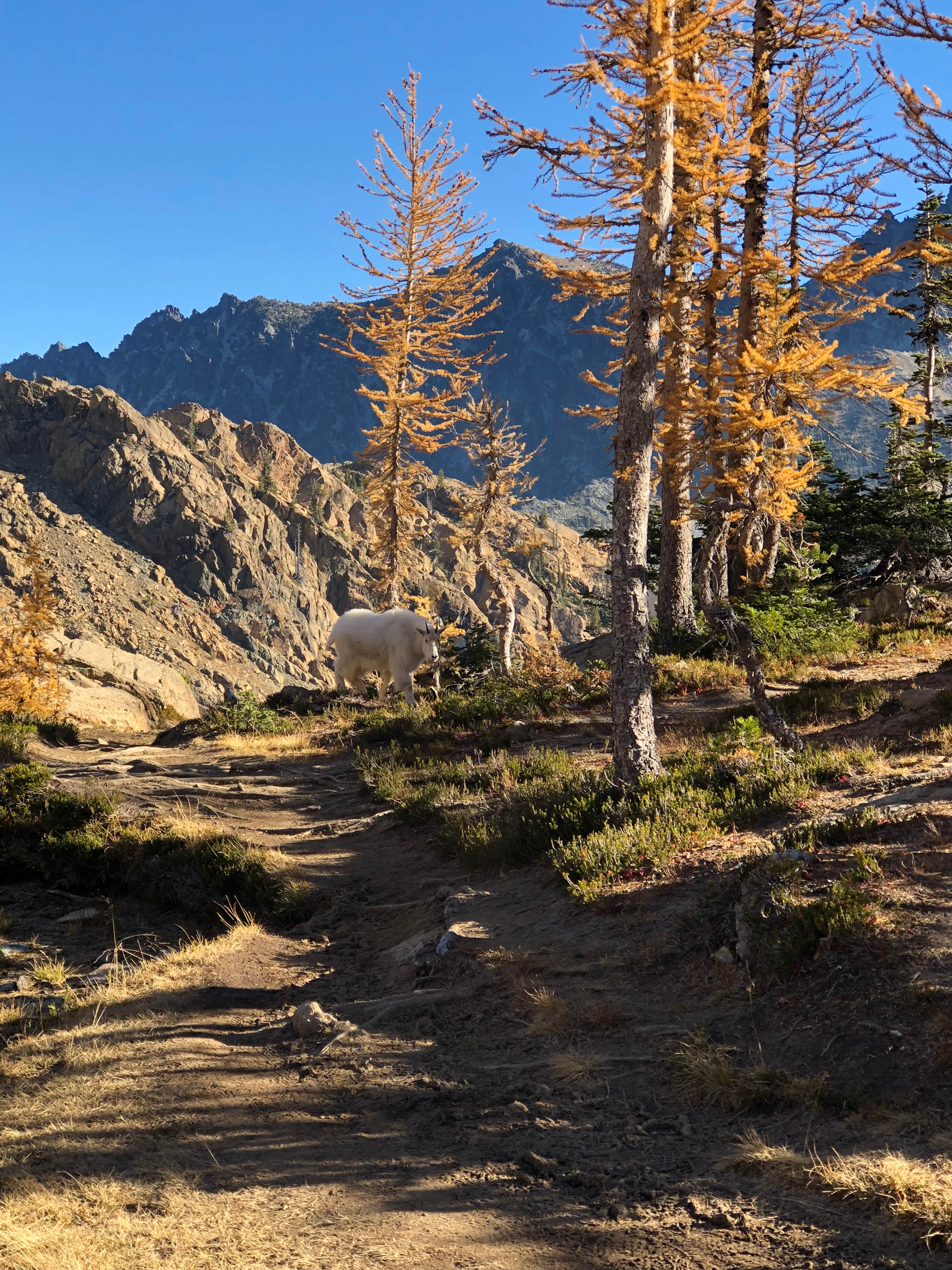 Camper submitted image from Cle Elum River Campground - 3