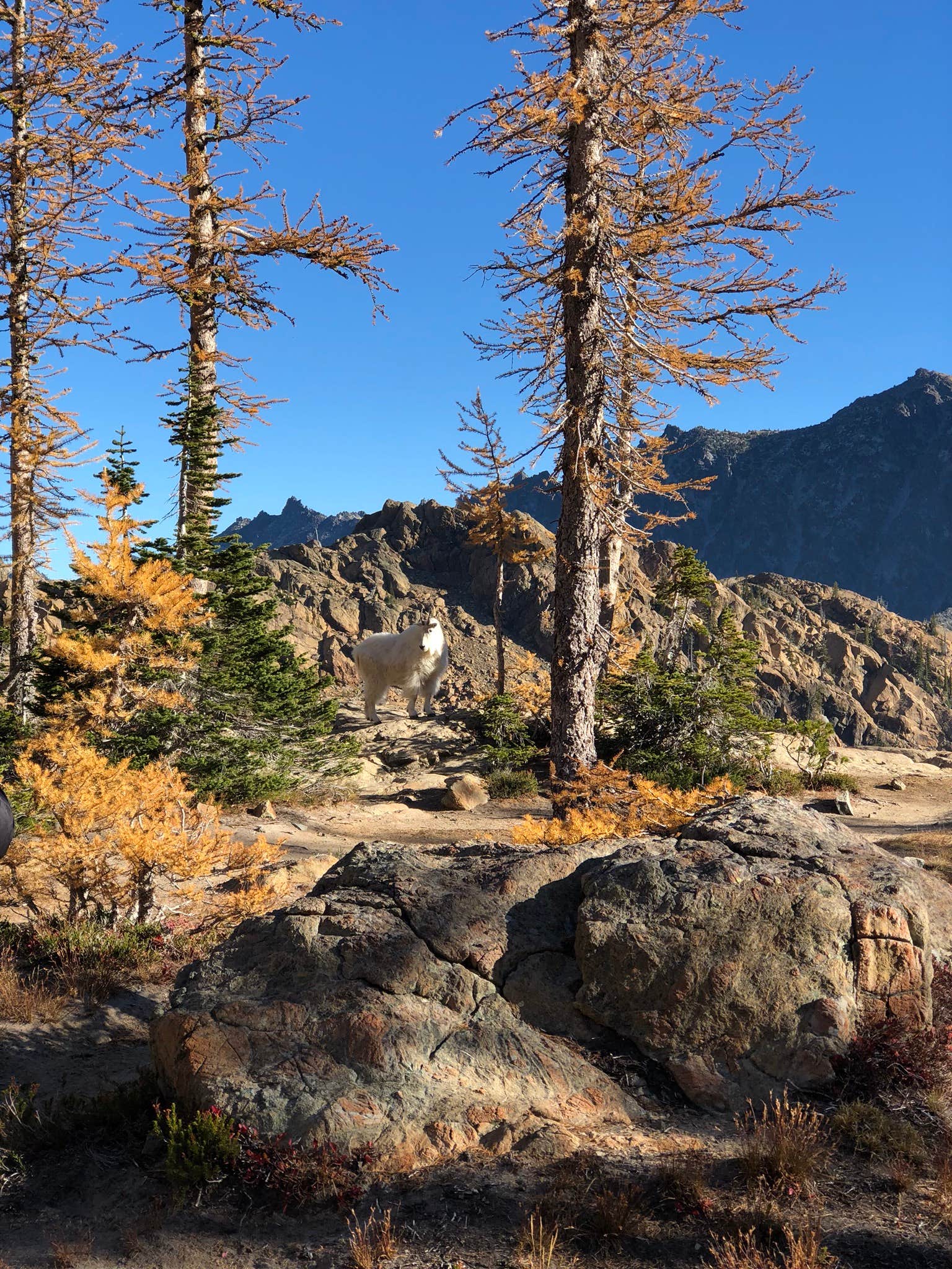 Camper submitted image from Cle Elum River Campground - 5