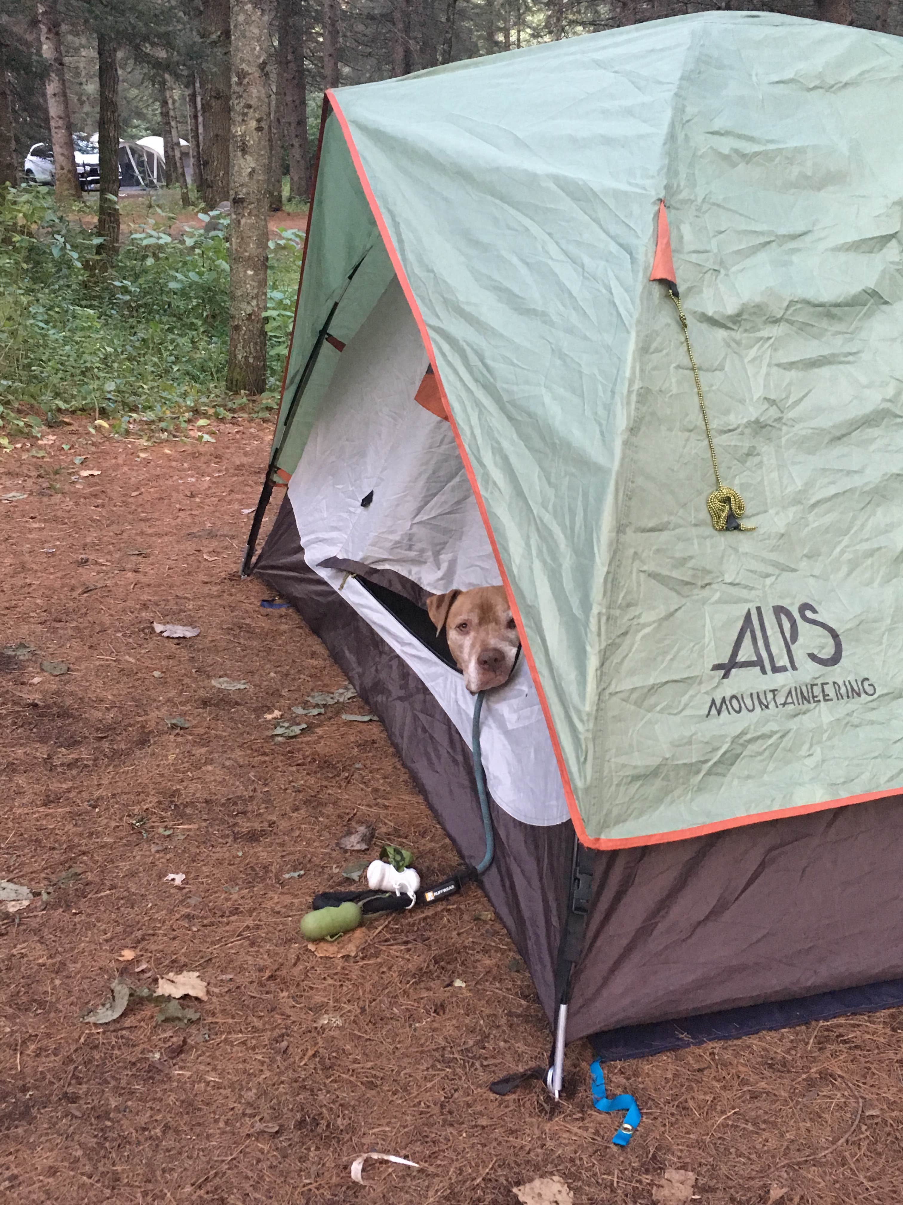 Les R.'s photo of camping with pets at Eckbeck Finland State Forest near Babbitt, MN