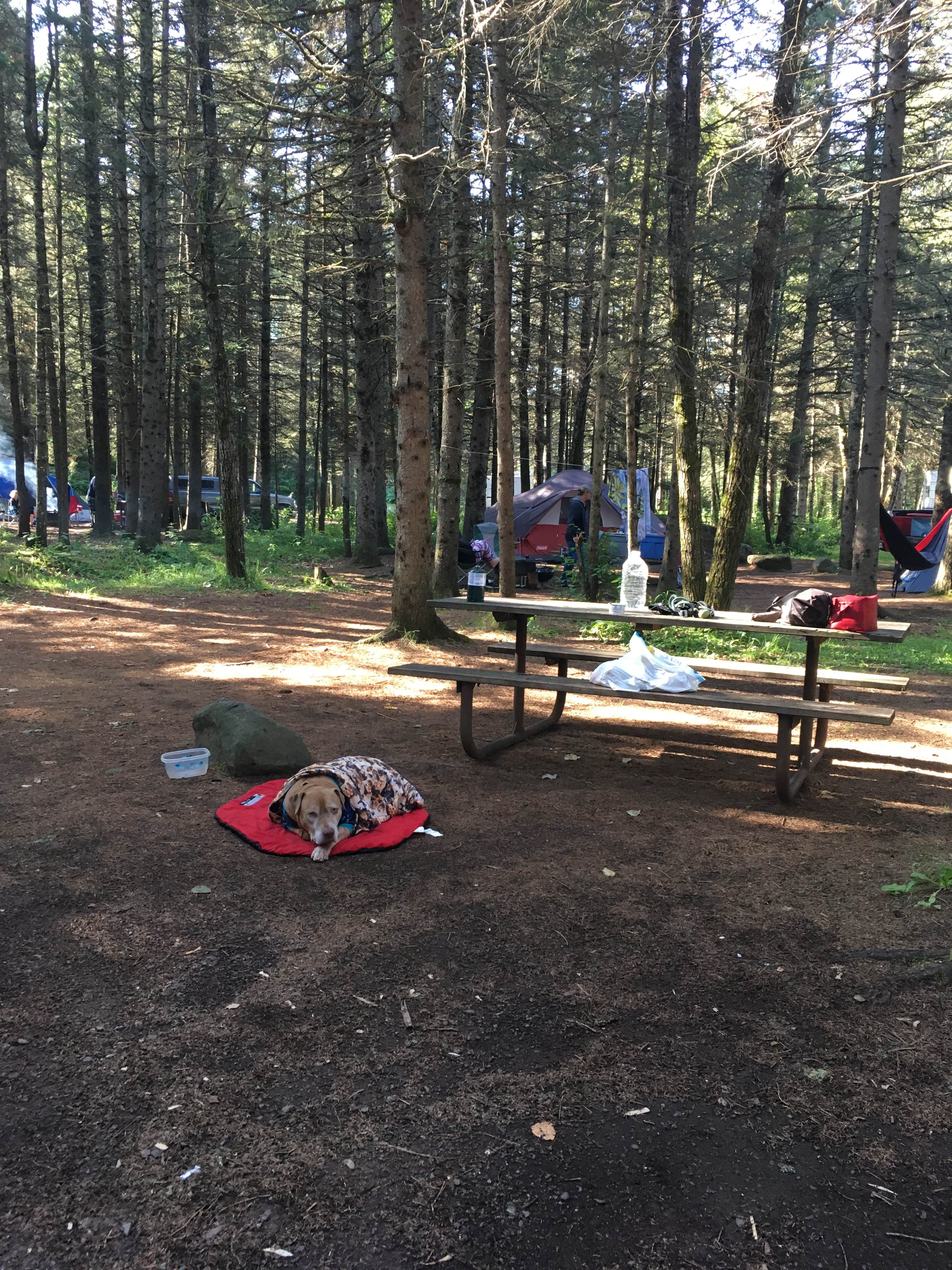 Les R.'s photo of camping with pets at Eckbeck Finland State Forest near Tofte, MN