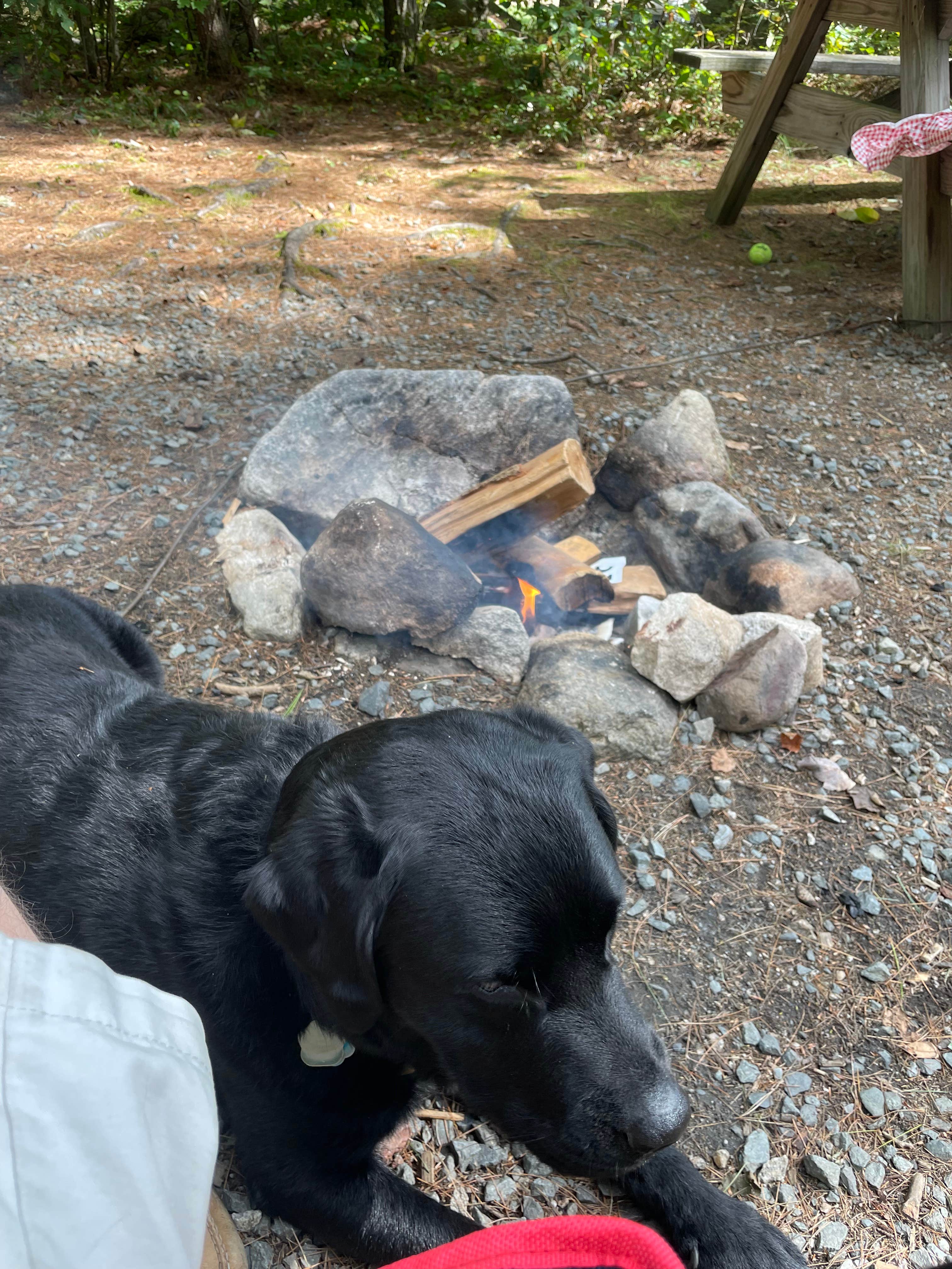 Thomas B.'s photo of camping with pets at Fransted Family Campground near Lincoln, NH