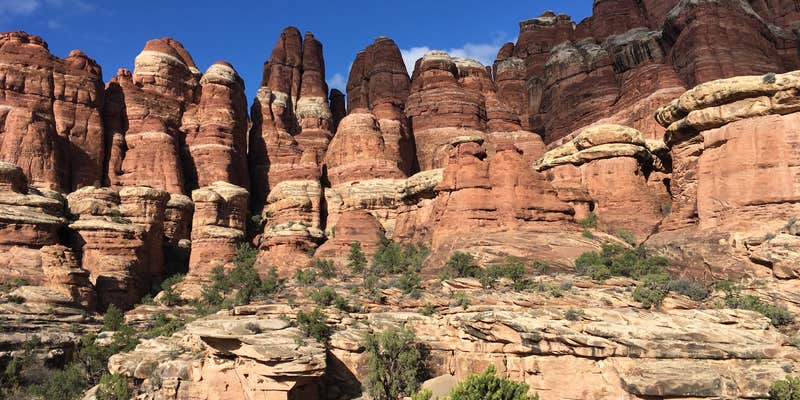 Camper submitted image from Elephant Canyon 2 (EC2) — Canyonlands National Park