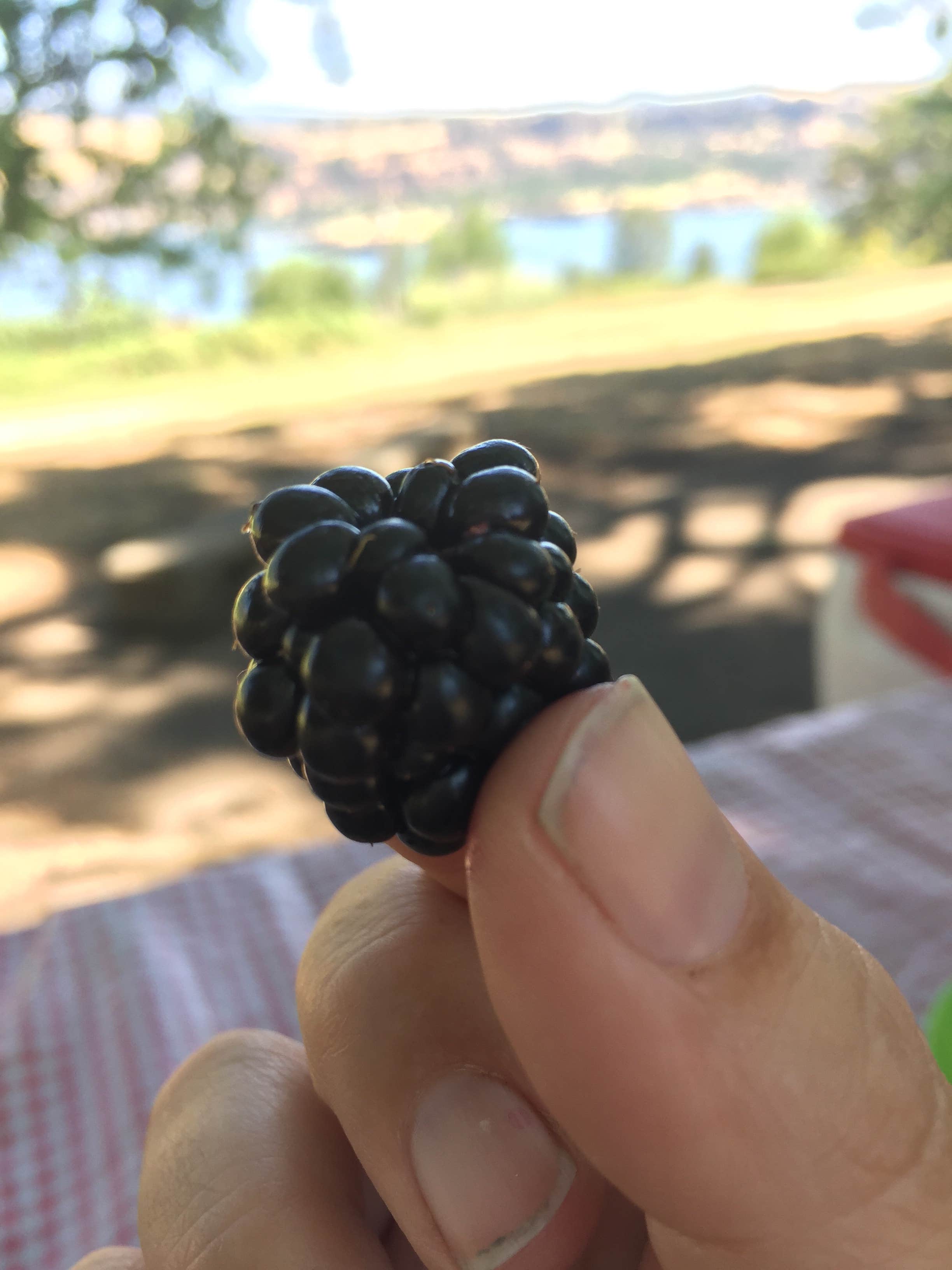 Camping near Gorge Base Camp RV Park: Memaloose State Park Campground, Mosier, Oregon