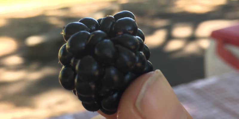 Camper submitted image from Memaloose State Park Campground