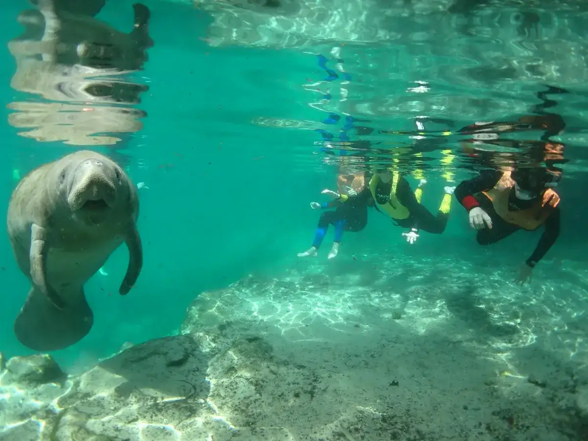 Cristal Camping 🏕️ Fl