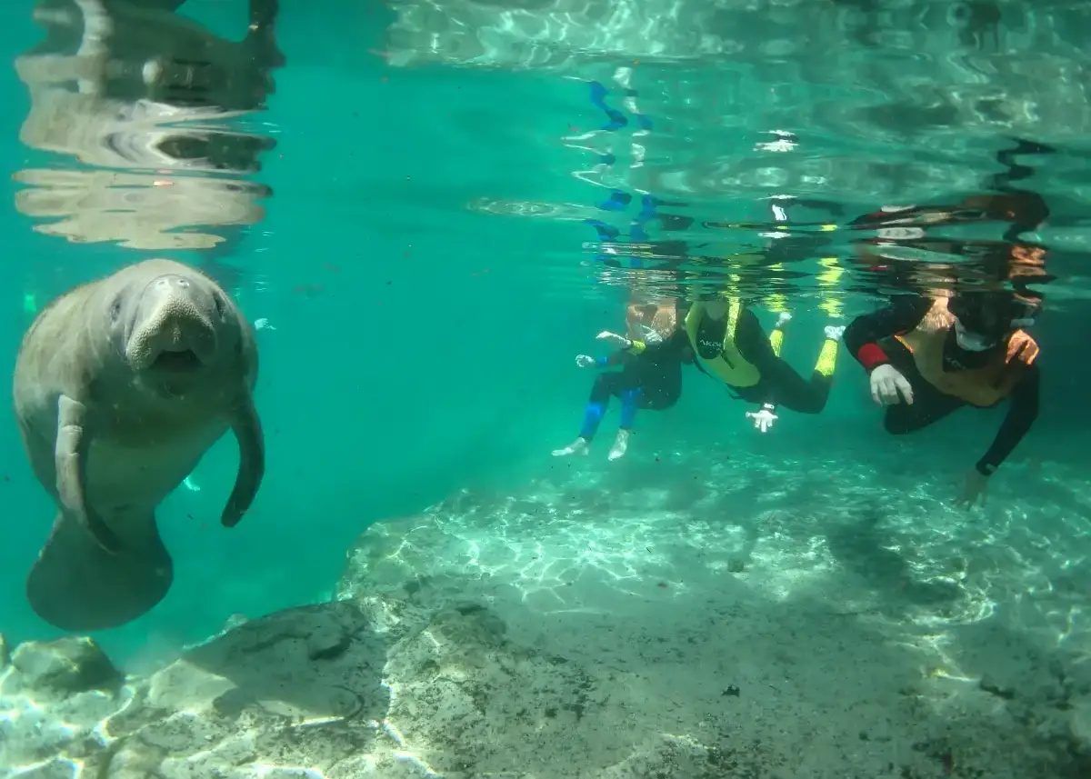 Cristal Camping 🏕️ Fl Camping Red Level, FL The Dyrt