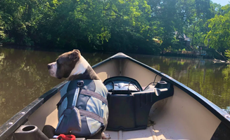 Ashley F.'s photo of camping with pets at Canoein’ Sue’s near Newark, DE